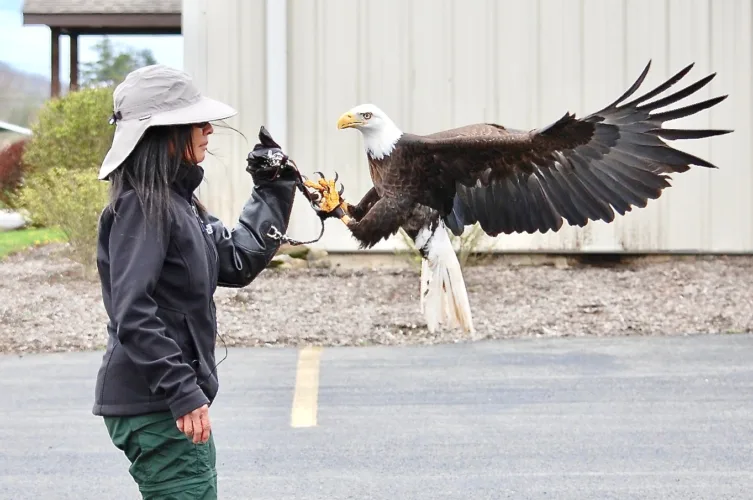 West Virginia raptor specialist fighting to keep bald eagle